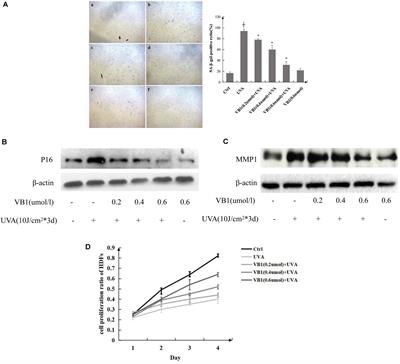 Purified Vitexin Compound 1 Inhibits UVA-Induced Cellular Senescence in Human Dermal Fibroblasts by Binding Mitogen-Activated Protein Kinase 1